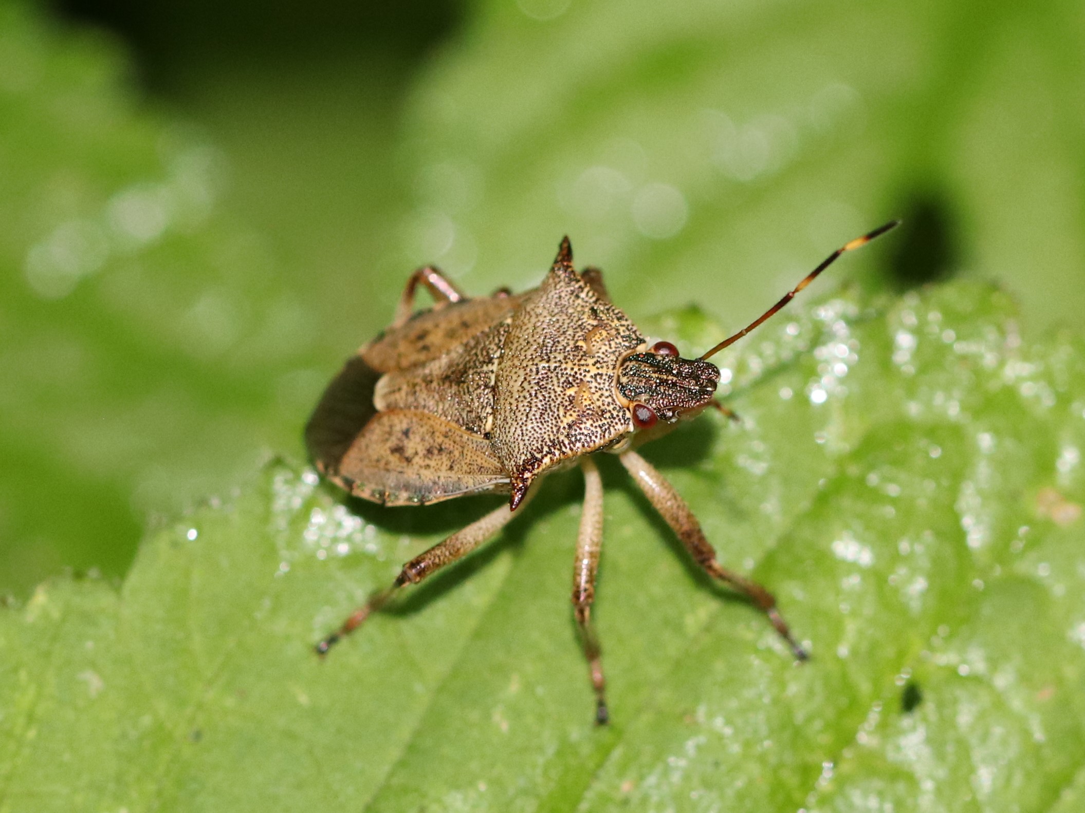 草むらのオオクチブトカメムシ